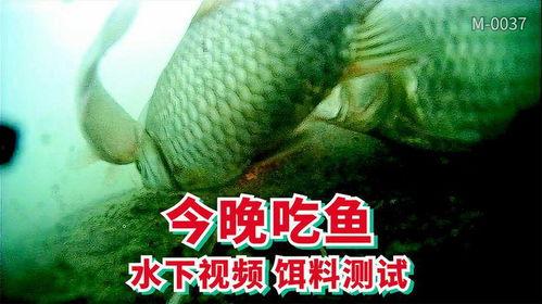 鱼过水视频,揭秘鱼过水视频背后的奇妙世界